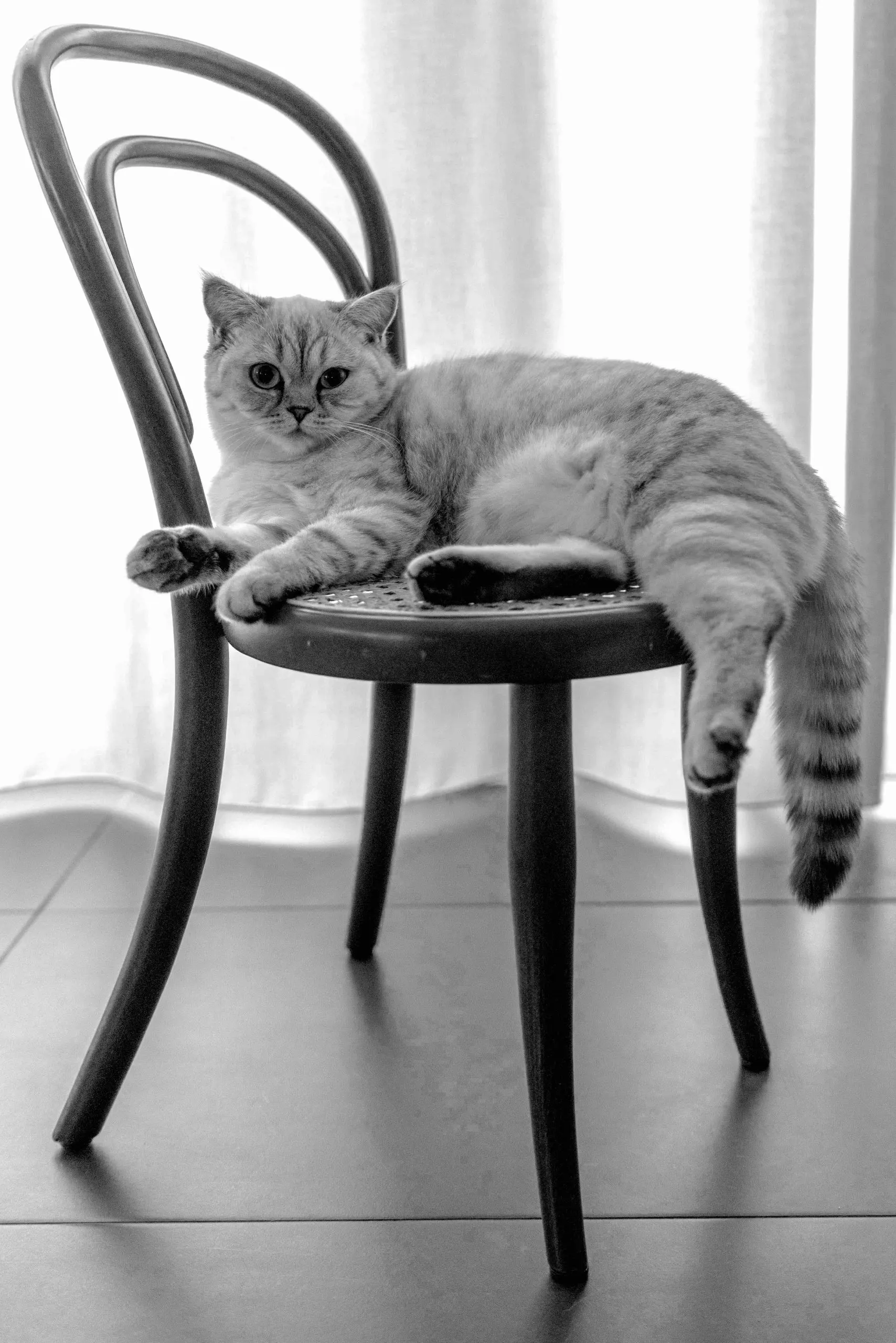 Katze, die auf einem Thonet-Stuhl liegt, Schwarzweißaufnahme